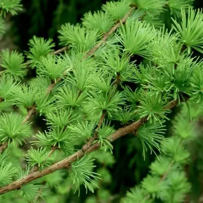 Лиственница европейская в Барановичах