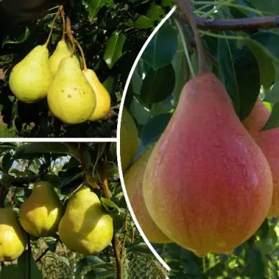 Комплект ТРИ ГРАЦИИ в Барановичах