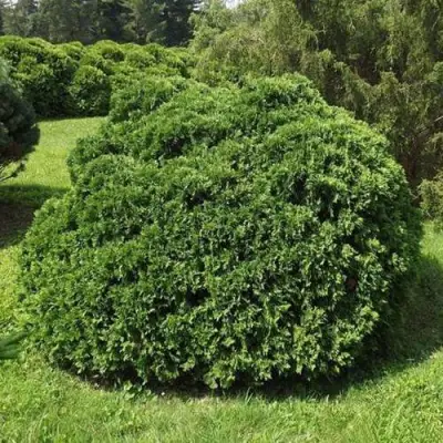 Туя УМБРАКУЛИФЕРА западная в Барановичах