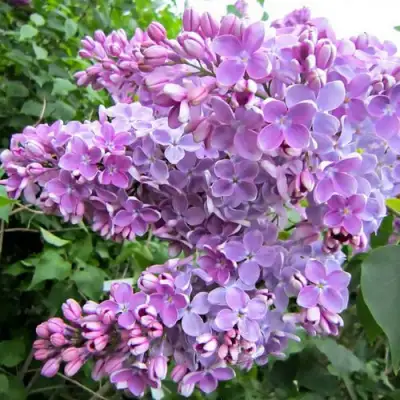 Сирень ОЛЯ в Барановичах