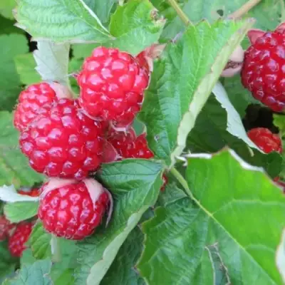 Ежемалина РЕД ДАЙМОНД в Барановичах