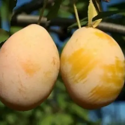 Слива ВАШИНГТОН в Барановичах