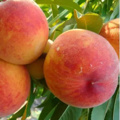 Персик ДИВНЫЙ в Барановичах