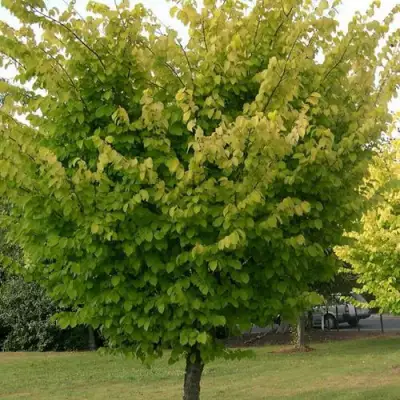 Вяз обыкновенный в Барановичах