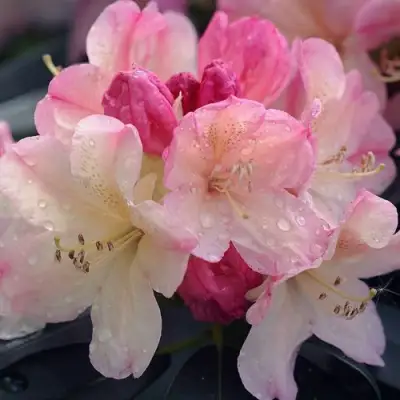 Рододендрон ПЕРСИ ВАЙСМАН в Барановичах