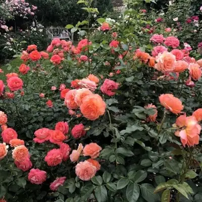 Роза БЕЛЬВЕДЕР шраб в Барановичах