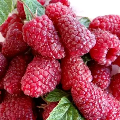 Малина КАСКАД ДЕЛАЙТ в Барановичах