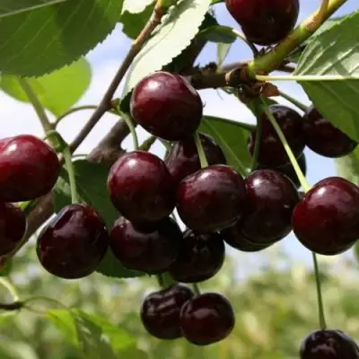 Вишня СВЕРДЛОВЧАНКА степная в Барановичах