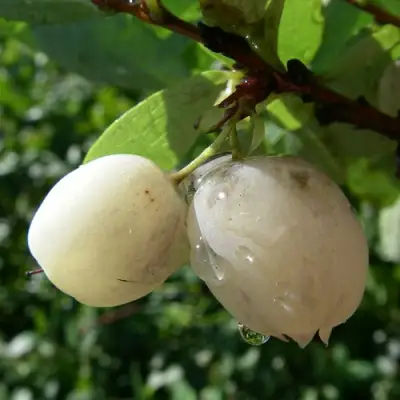 Голубика СНЕГУРОЧКА в Барановичах