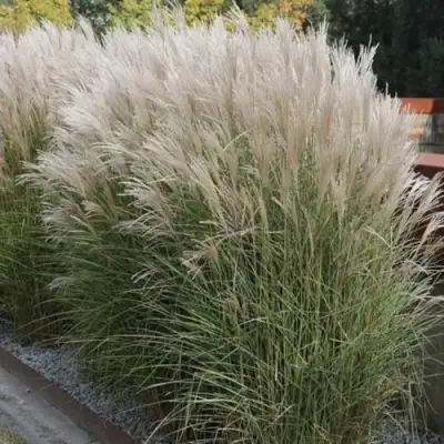 Мискантус КЛЯЙН СИЛЬБЕРСПАЙН китайский  в Барановичах