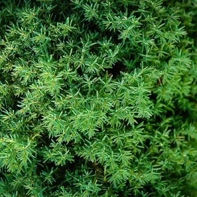 Туя ТЕДДИ западная в Барановичах