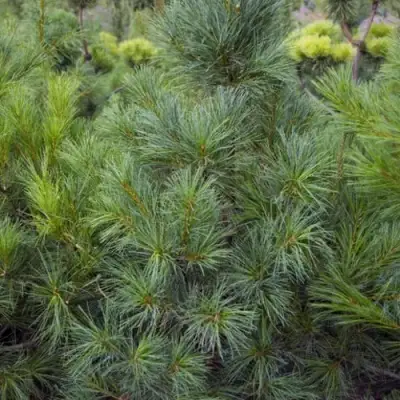 Сосна АРМАНДИ в Барановичах