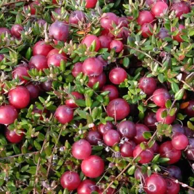 Клюква БЕН ЛИР в Барановичах