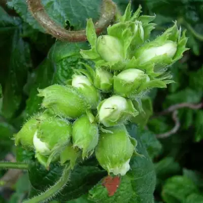 Фундук ВЕББА ЦЕННЫЙ в Барановичах