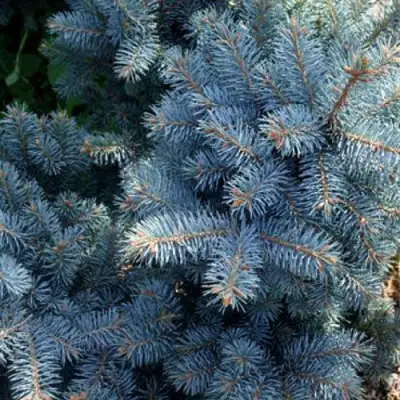 Ель МАДЖЕСТИК БЛЮ колючая в Барановичах