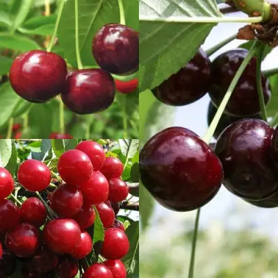 Комплект ВИШНЕВЫЙ САД в Барановичах