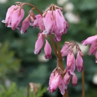 Дицентра изящная в Барановичах