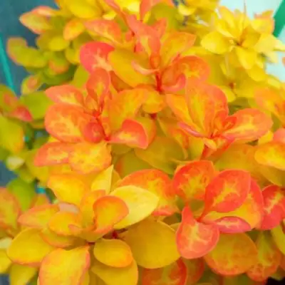 Барбарис САММЕР САНСЕТ тунберга в Барановичах