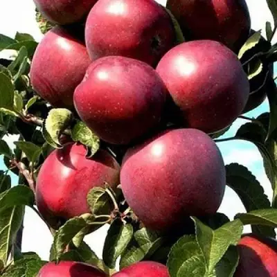 Яблоня СОЗВЕЗДИЕ колонновидная в Барановичах