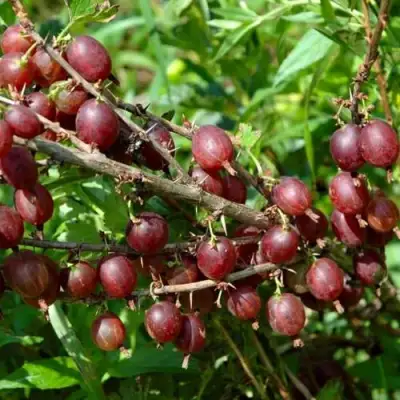 Крыжовник ОЛАВИ (ХИННОНМАЕН ПУНАЙНЕН) в Барановичах