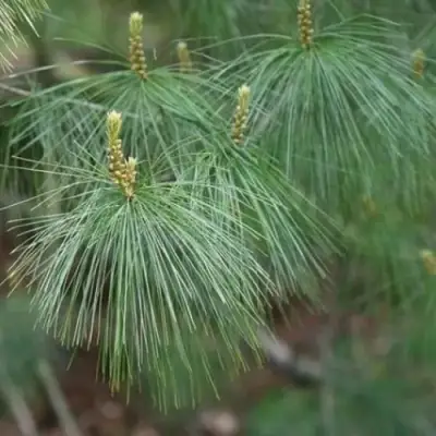 Сосна АРМАНДИ в Барановичах