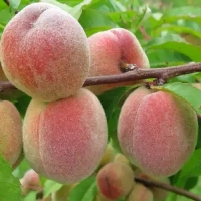 Персик ЕЛГАВСКИЙ в Барановичах