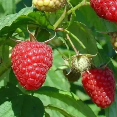 Малина ТАДМОР в Барановичах