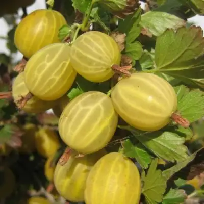 Крыжовник ЯРОВОЙ в Барановичах