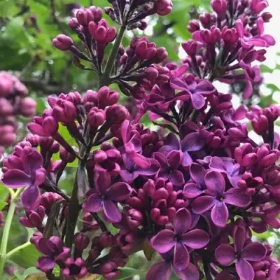 Сирень ЛЮДВИГ ШПЕТ в Барановичах