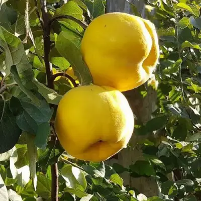 Айва МАРИЯ в Барановичах