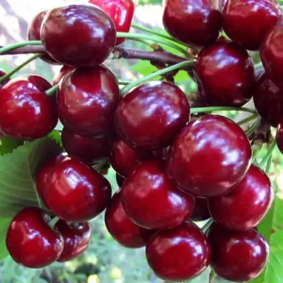 Вишня ЖУКОВСКАЯ в Барановичах