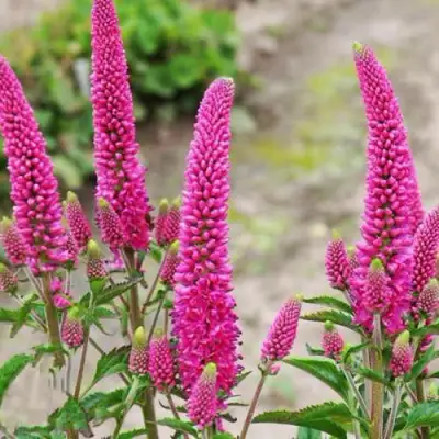 Вероника ФЕРСТ ЛАВ длиннолистная в Барановичах