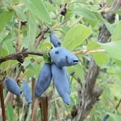 Жимолость съедобная ПУШКИНСКАЯ в Барановичах