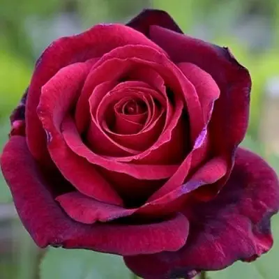 Роза ПАПА МЕЙЯН чайно-гибридная в Барановичах