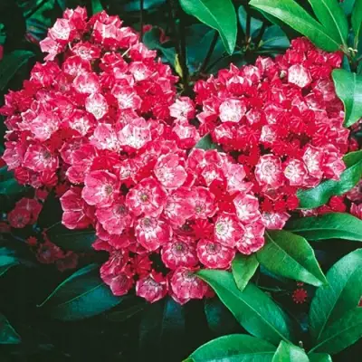 Кальмия КАРДИНАЛ в Барановичах