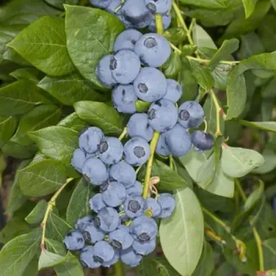 Голубика ЛИБЕРТИ в Барановичах