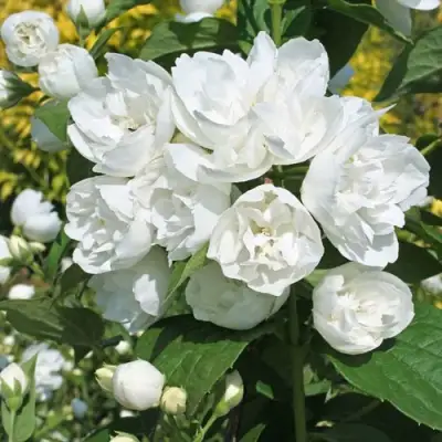 Жасмин махровый в Барановичах