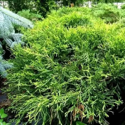 Кипарисовик ФИЛИФЕРА АУРЕА ВАРИЕГАТТА горохоплодный в Барановичах