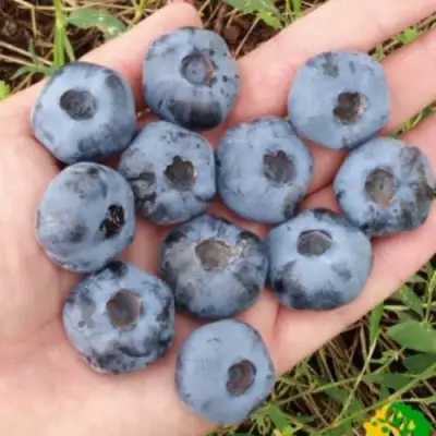 Голубика ЧАНДЛЕР в Барановичах