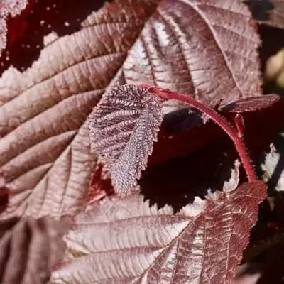 Фундук СИРЕНА в Барановичах