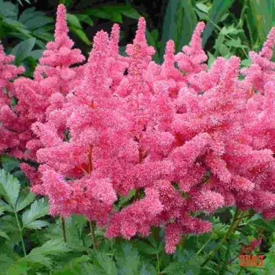 Астильба БОНН японская в Барановичах