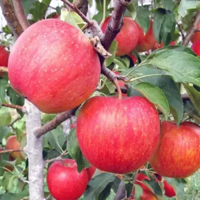 Яблоня ЖЕНЕВА (ЖЕНЕВА ЭРЛИ) в Барановичах