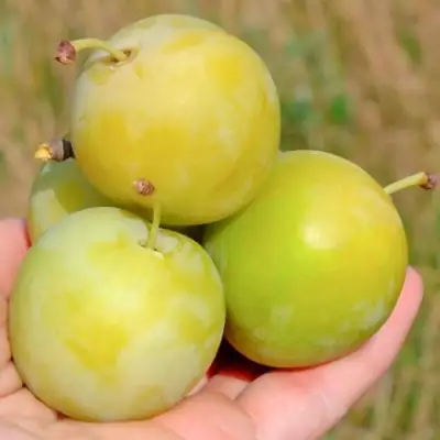 Слива РЕНКЛОД ранний в Барановичах