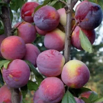 Слива ИМПЕРИАЛ колонновидная в Барановичах