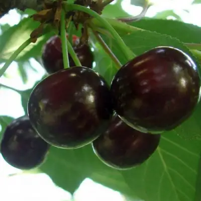 Дюк КСЕНИЯ (ЧЕРЕВИШНЯ) в Барановичах