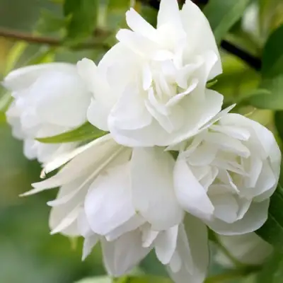 Жасмин МАНТО Д’ЭРМИН в Барановичах