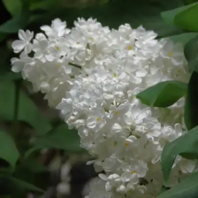 Сирень РУССКИЙ СЕВЕР в Барановичах