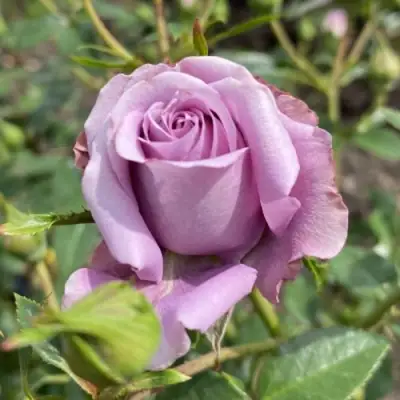 Роза БИЛОНА спрей в Барановичах