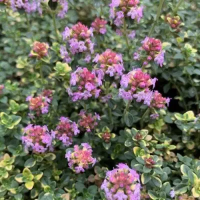 Тимьян ДОННА ВАЛЕЙ лимоннопахнущий в Барановичах