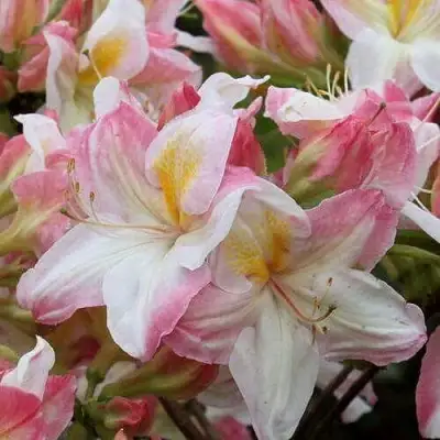 Азалия САТОМИ японская в Барановичах